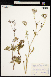 Chaerophyllum aureum image
