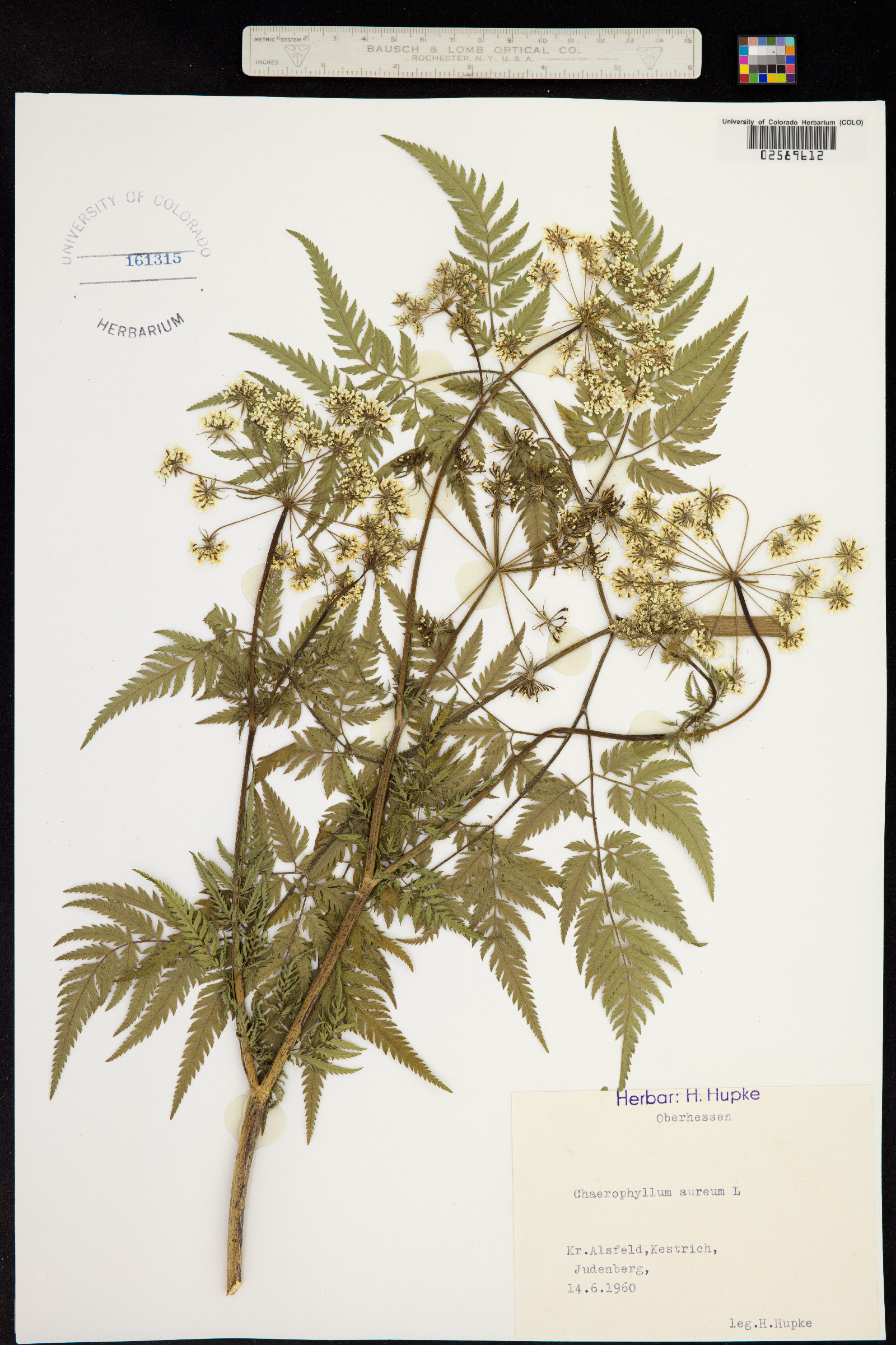 Chaerophyllum aureum image