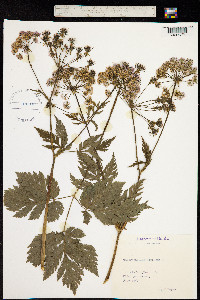 Chaerophyllum hirsutum image