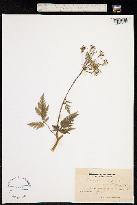 Chaerophyllum hirsutum image
