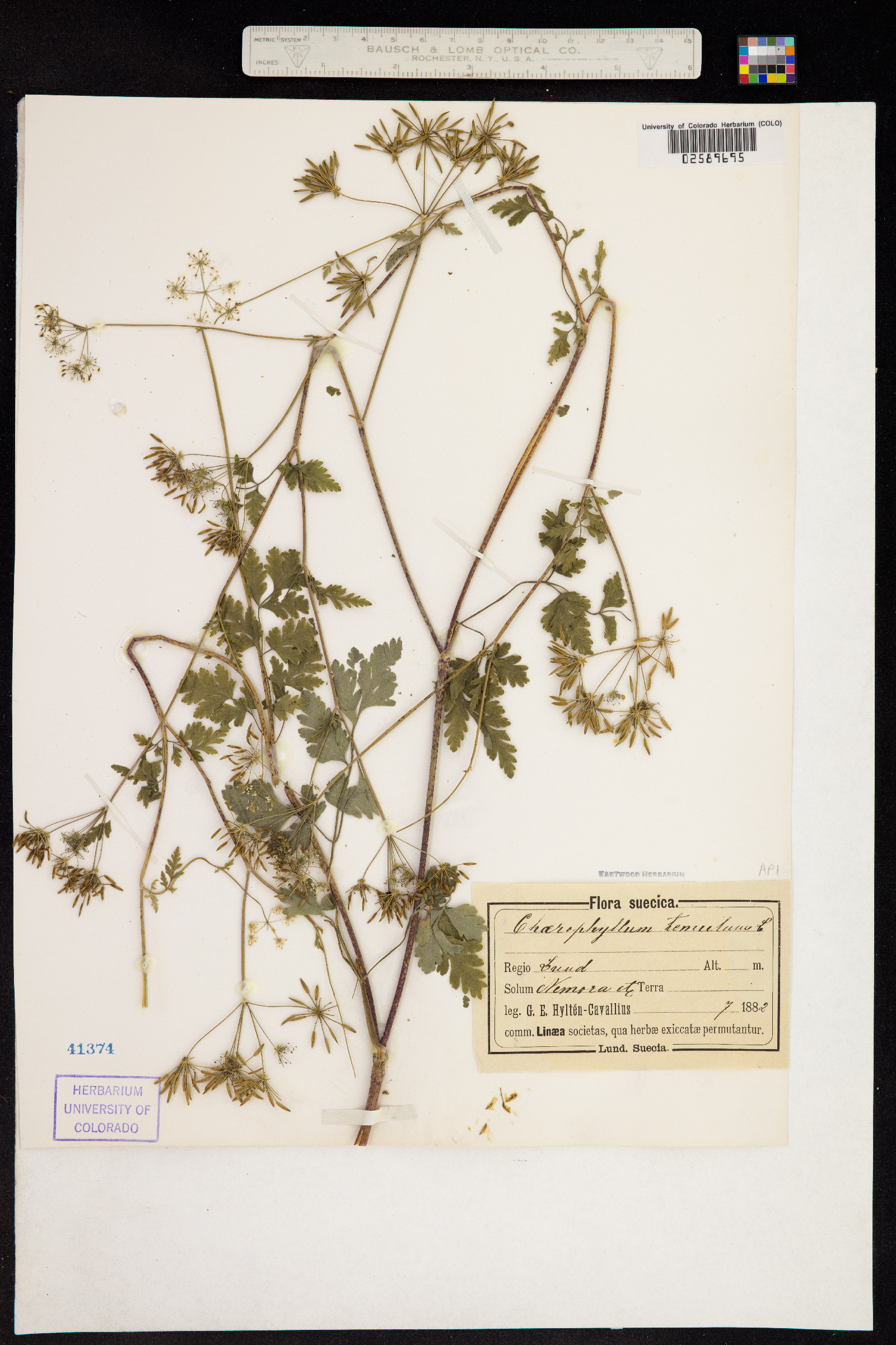 Chaerophyllum temulum image