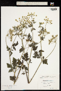 Image of Chaerophyllum temulum
