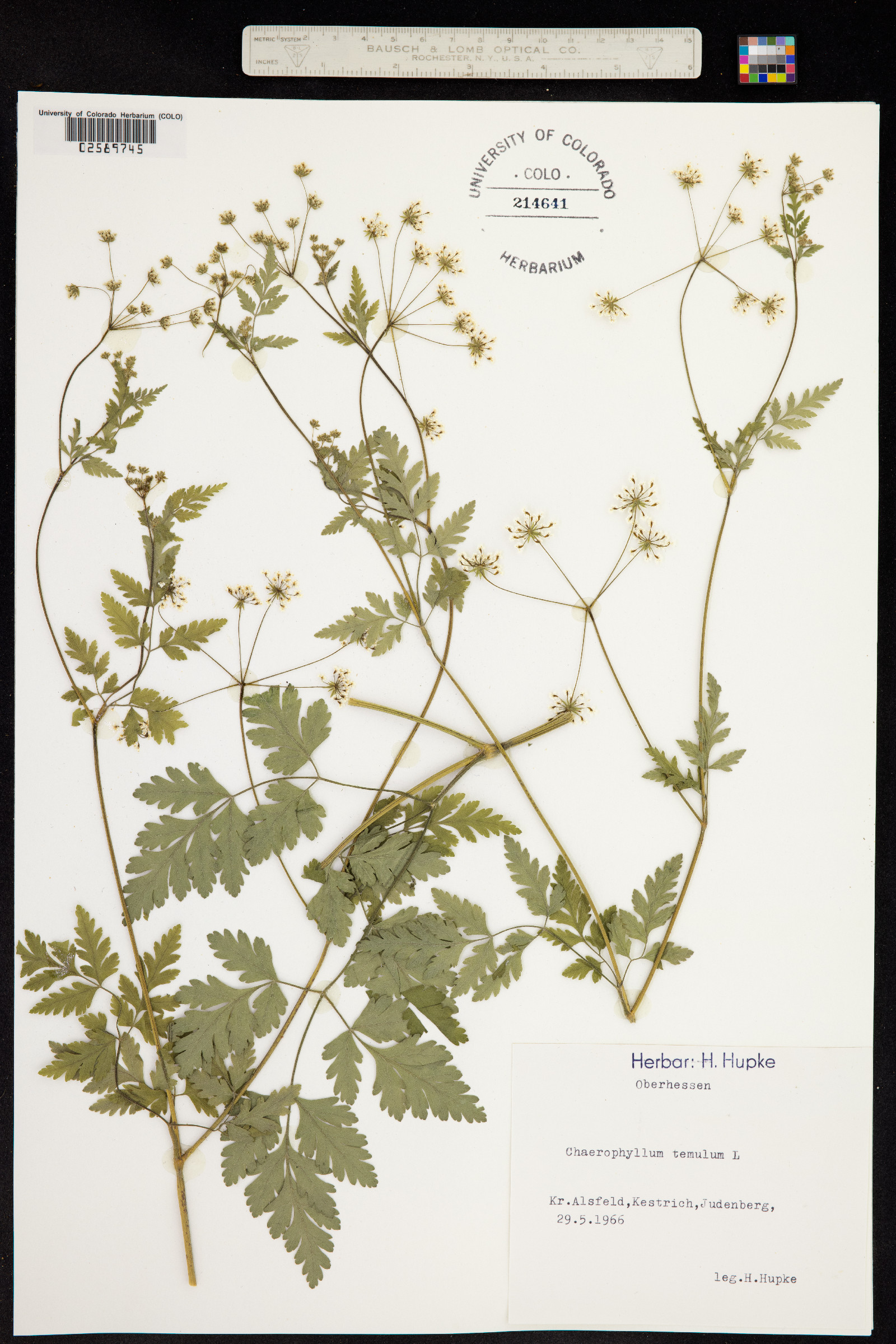 Chaerophyllum temulum image