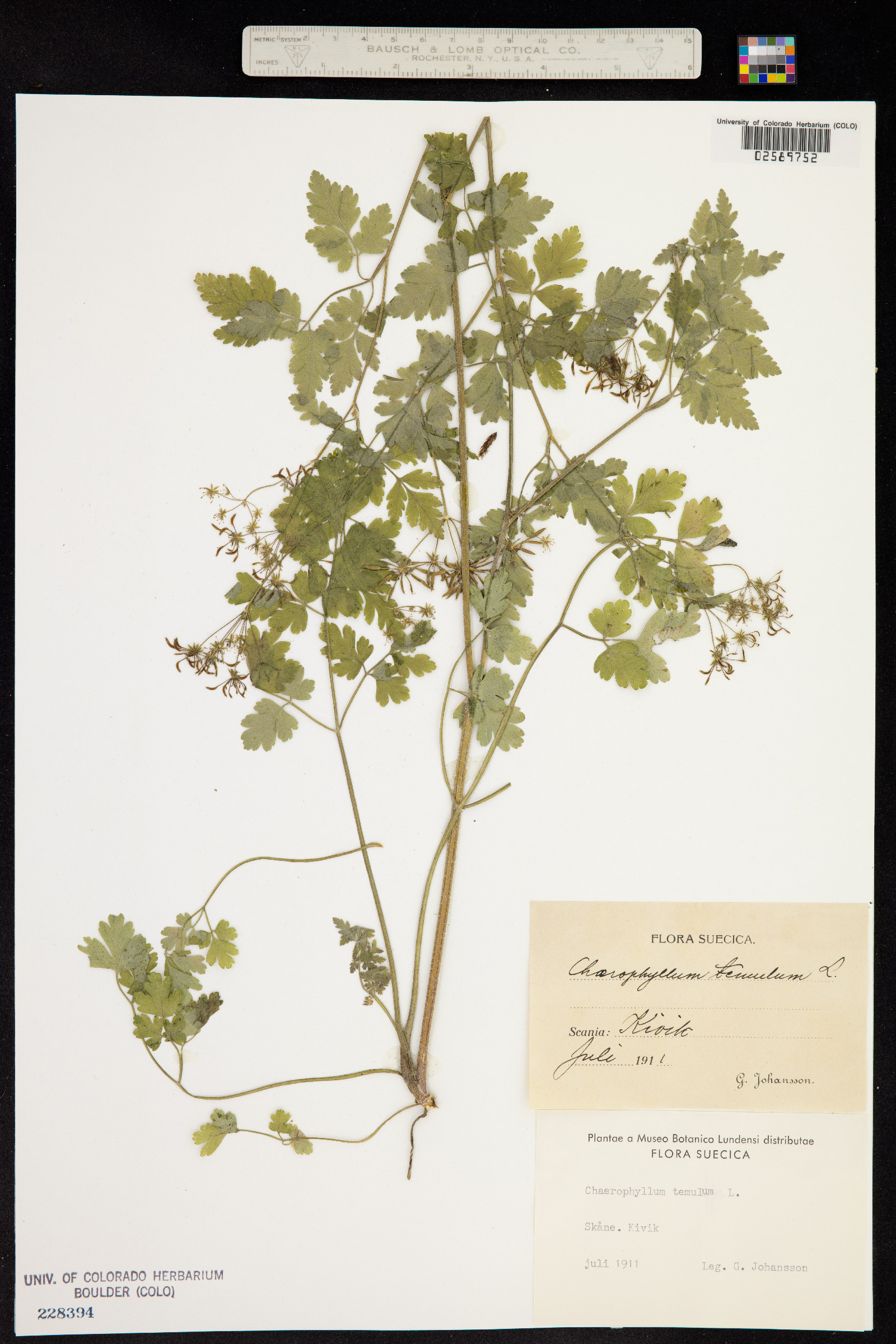 Chaerophyllum image