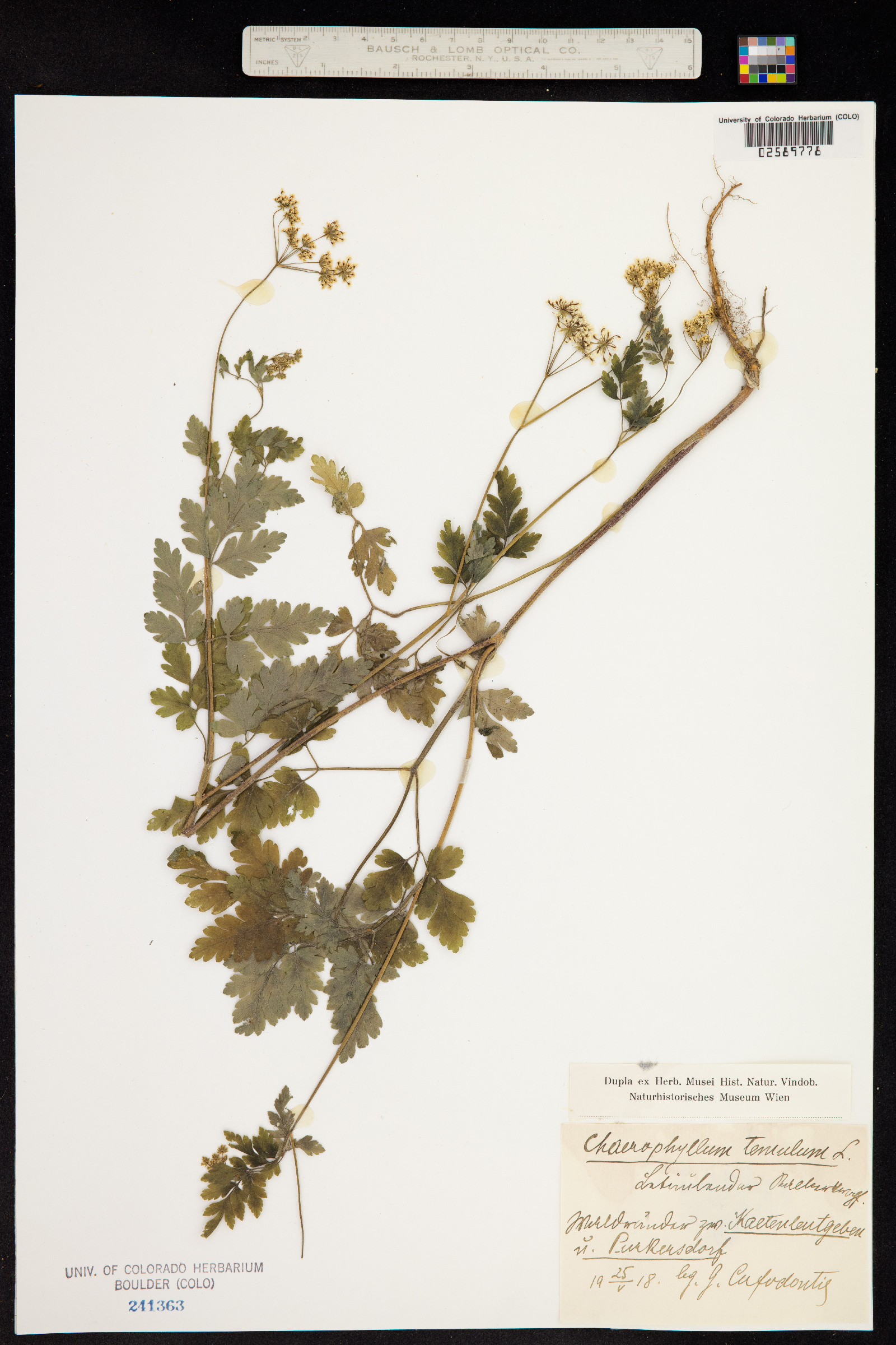 Chaerophyllum temulum image