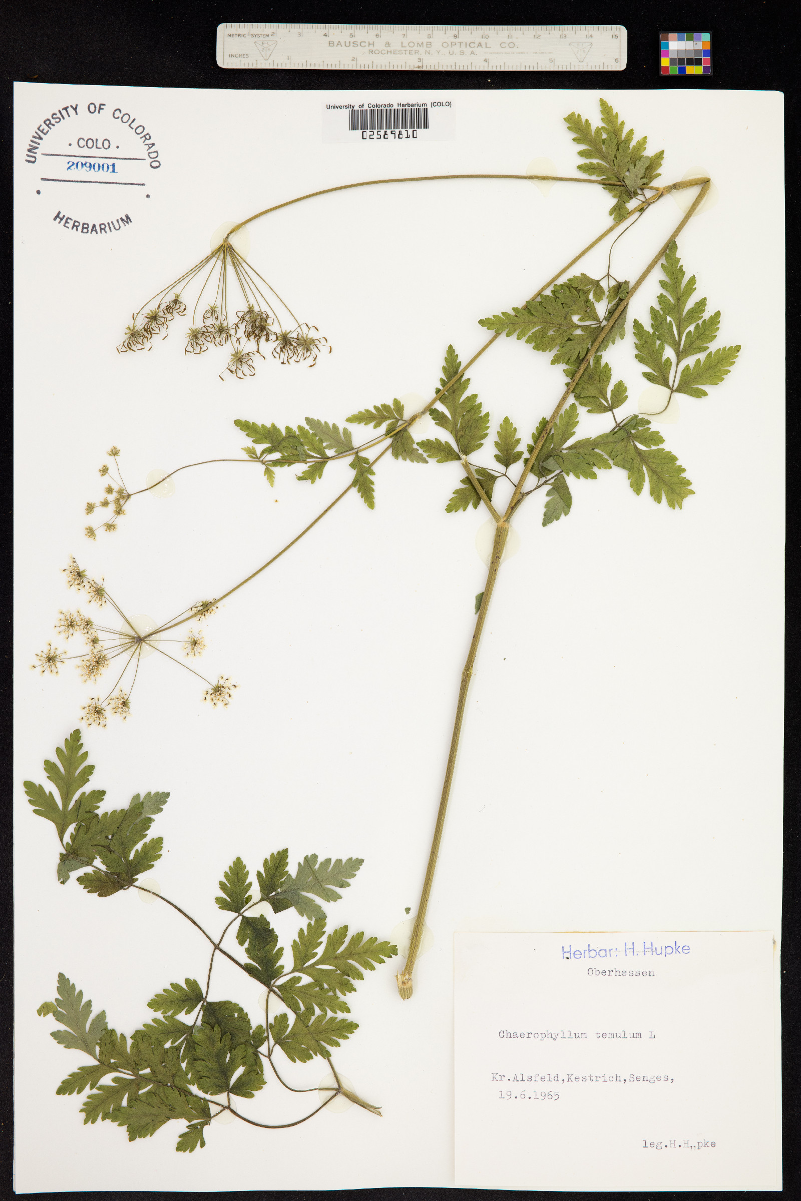 Chaerophyllum temulum image