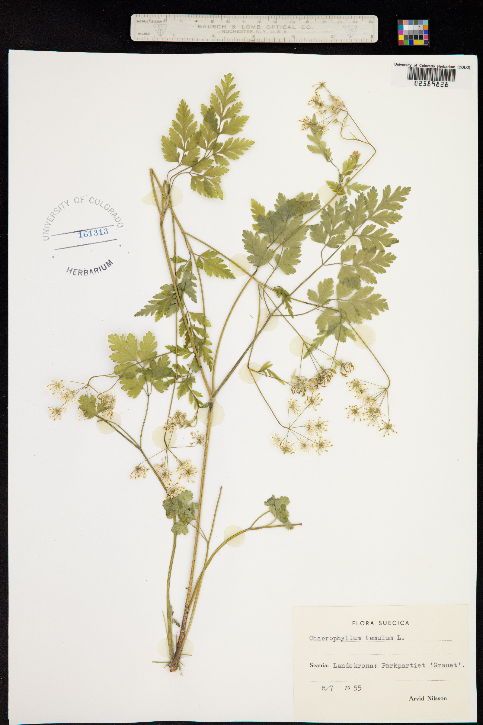 Chaerophyllum image