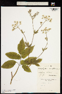Image of Chaerophyllum aromaticum
