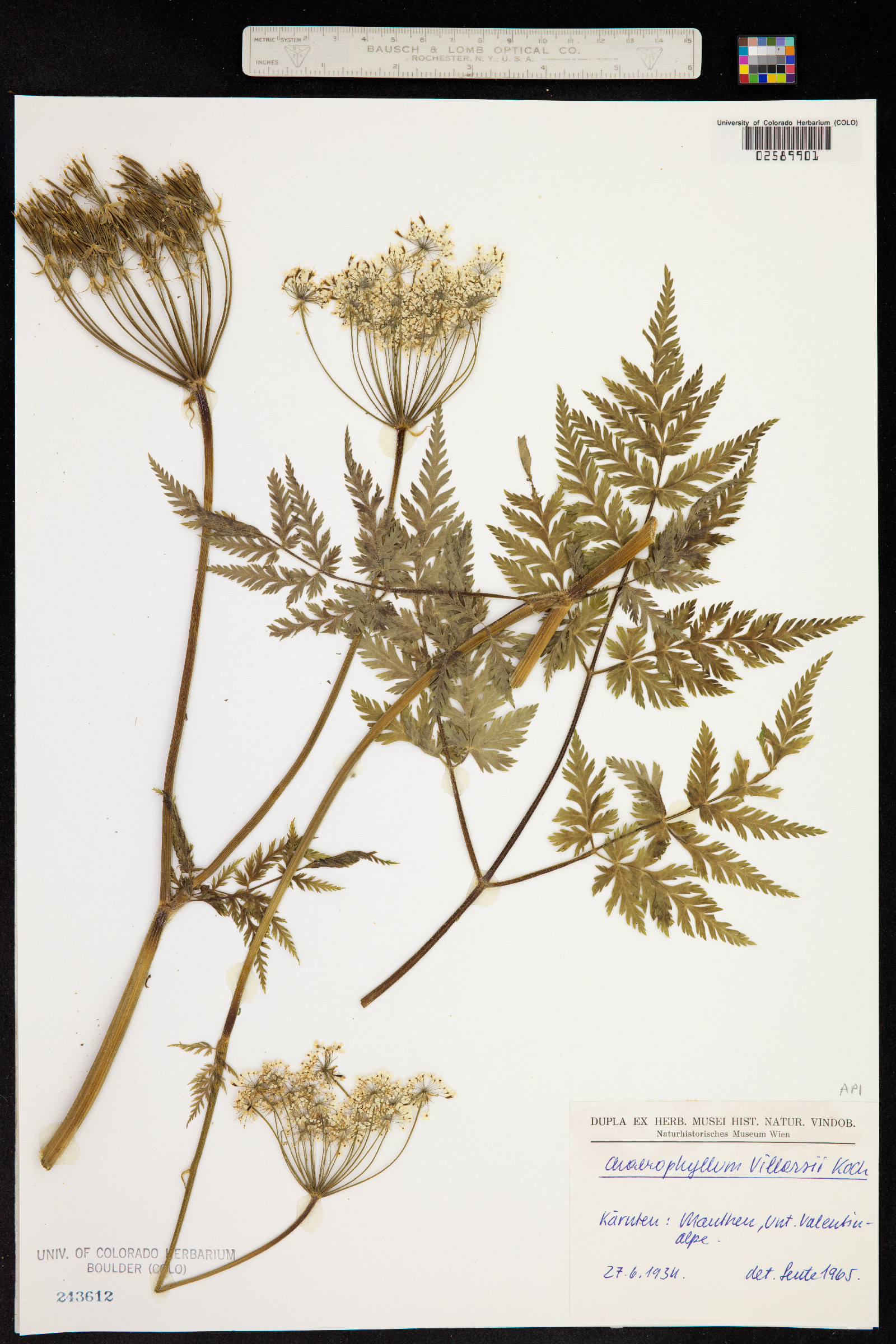 Chaerophyllum villarsii image