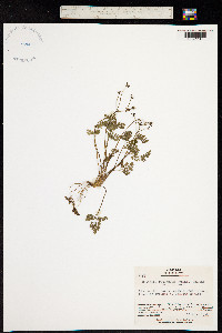 Image of Aegopodium decumbens