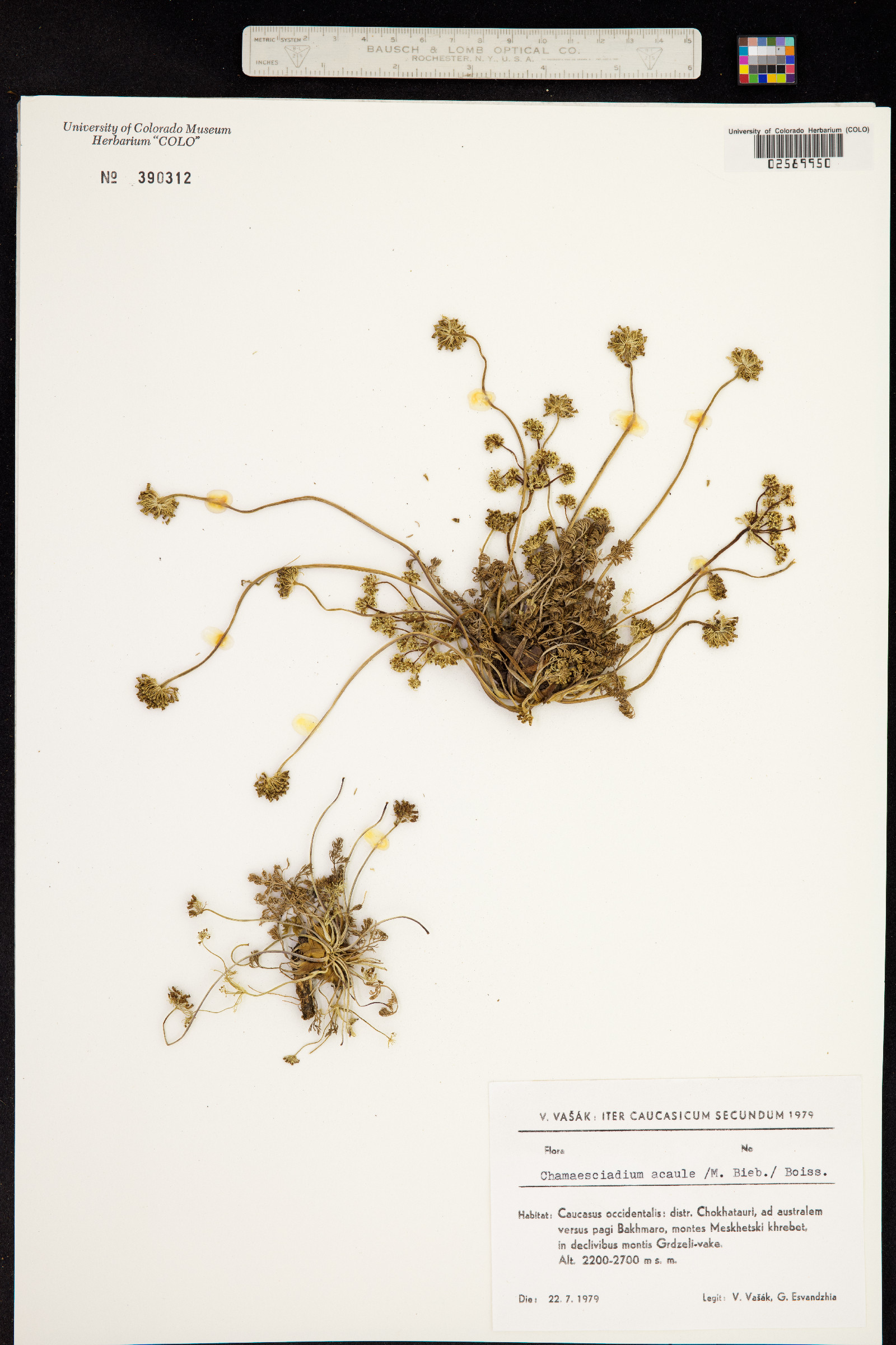 Chamaesciadium acaule image