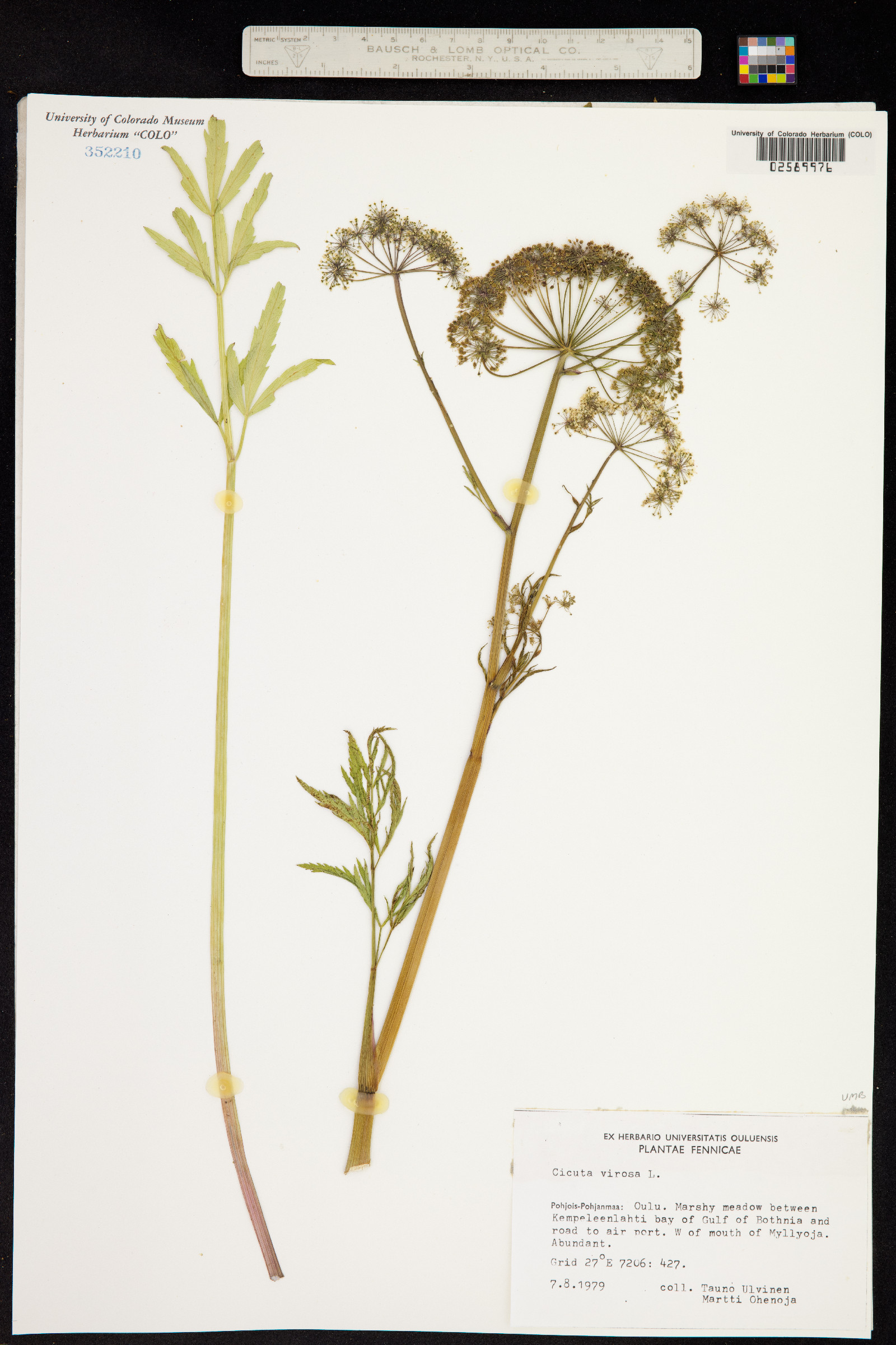 Cicuta virosa image