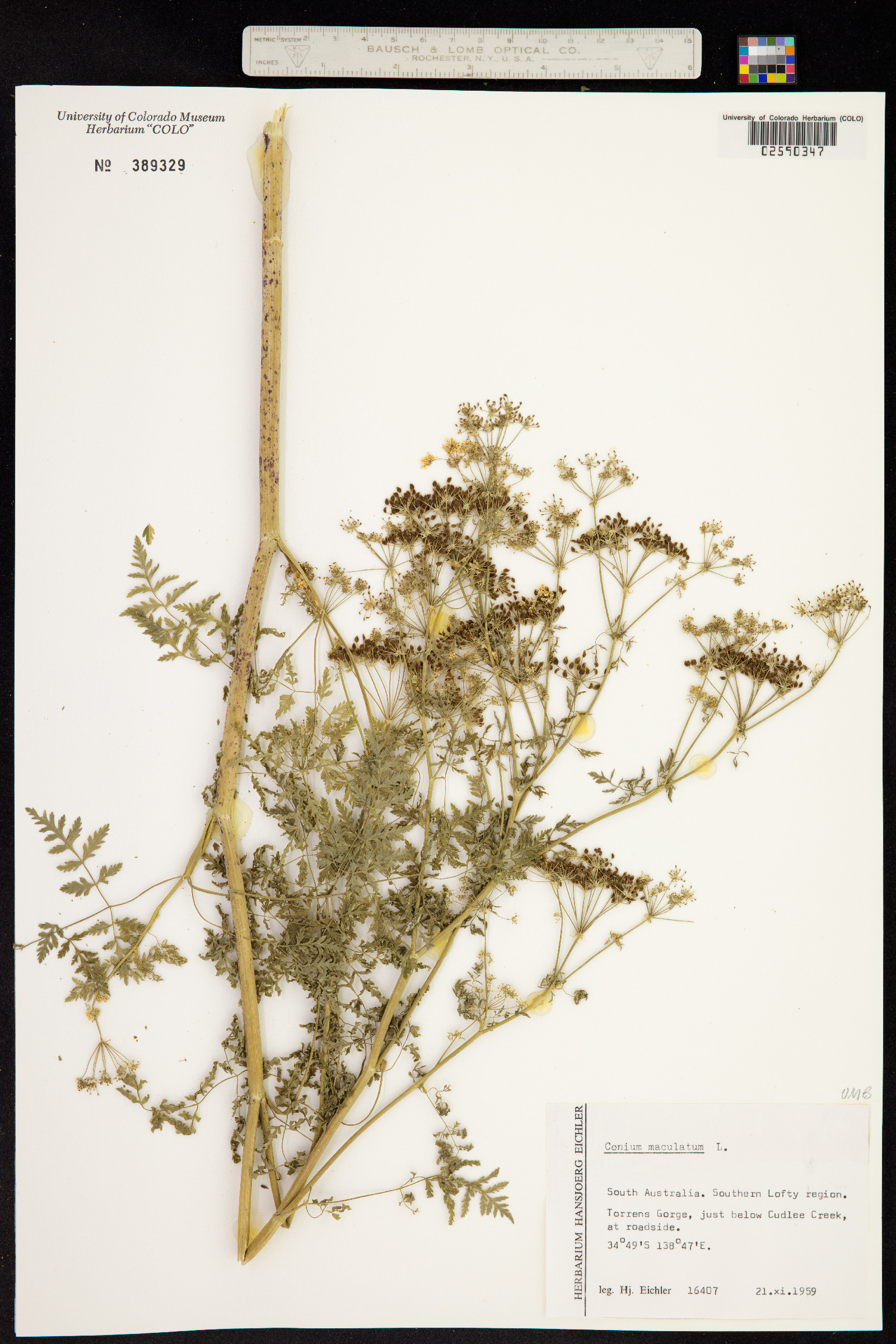 Conium maculatum image