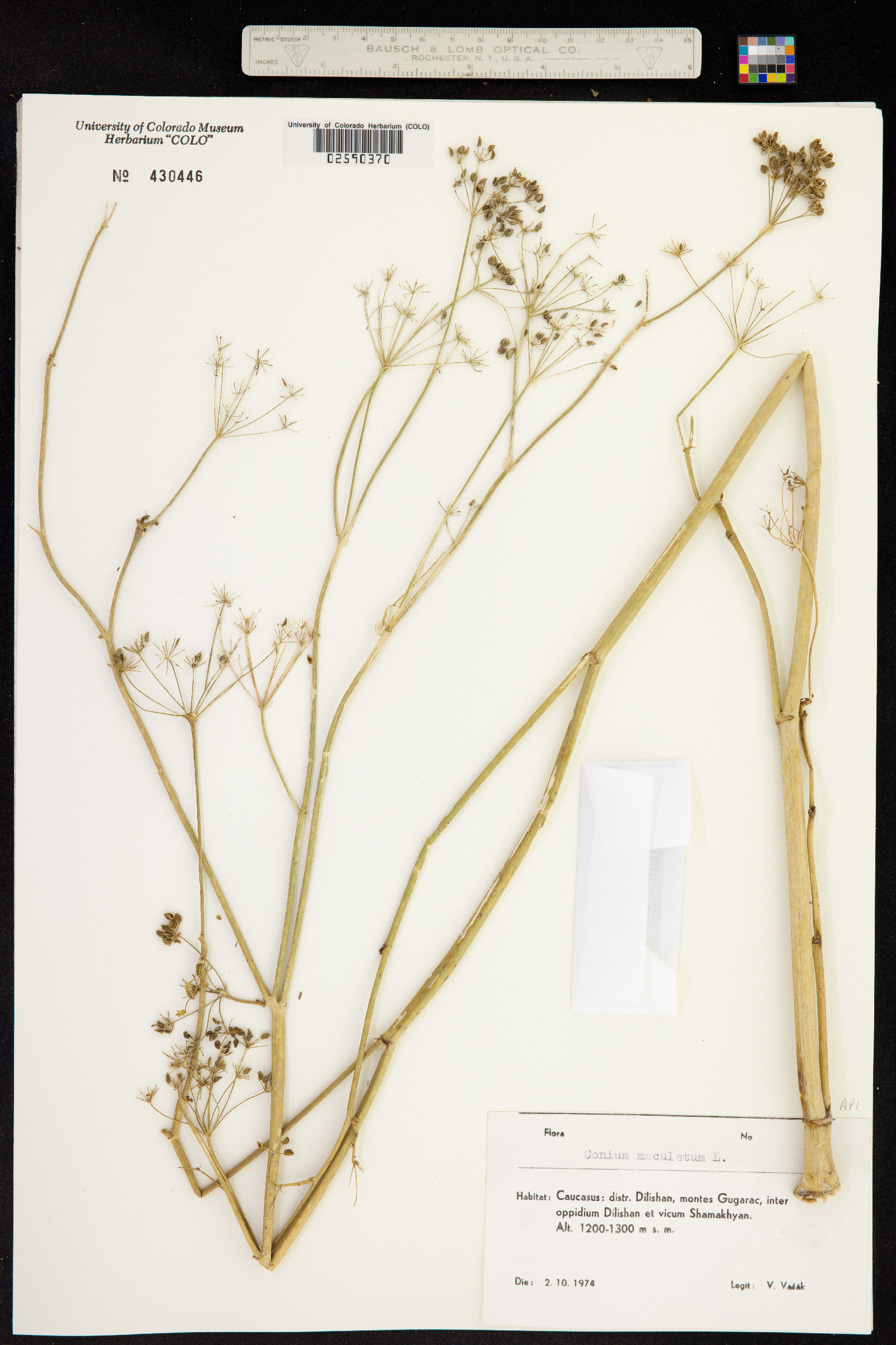 Conium maculatum image