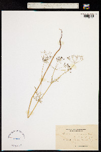 Conopodium majus subsp. majus image