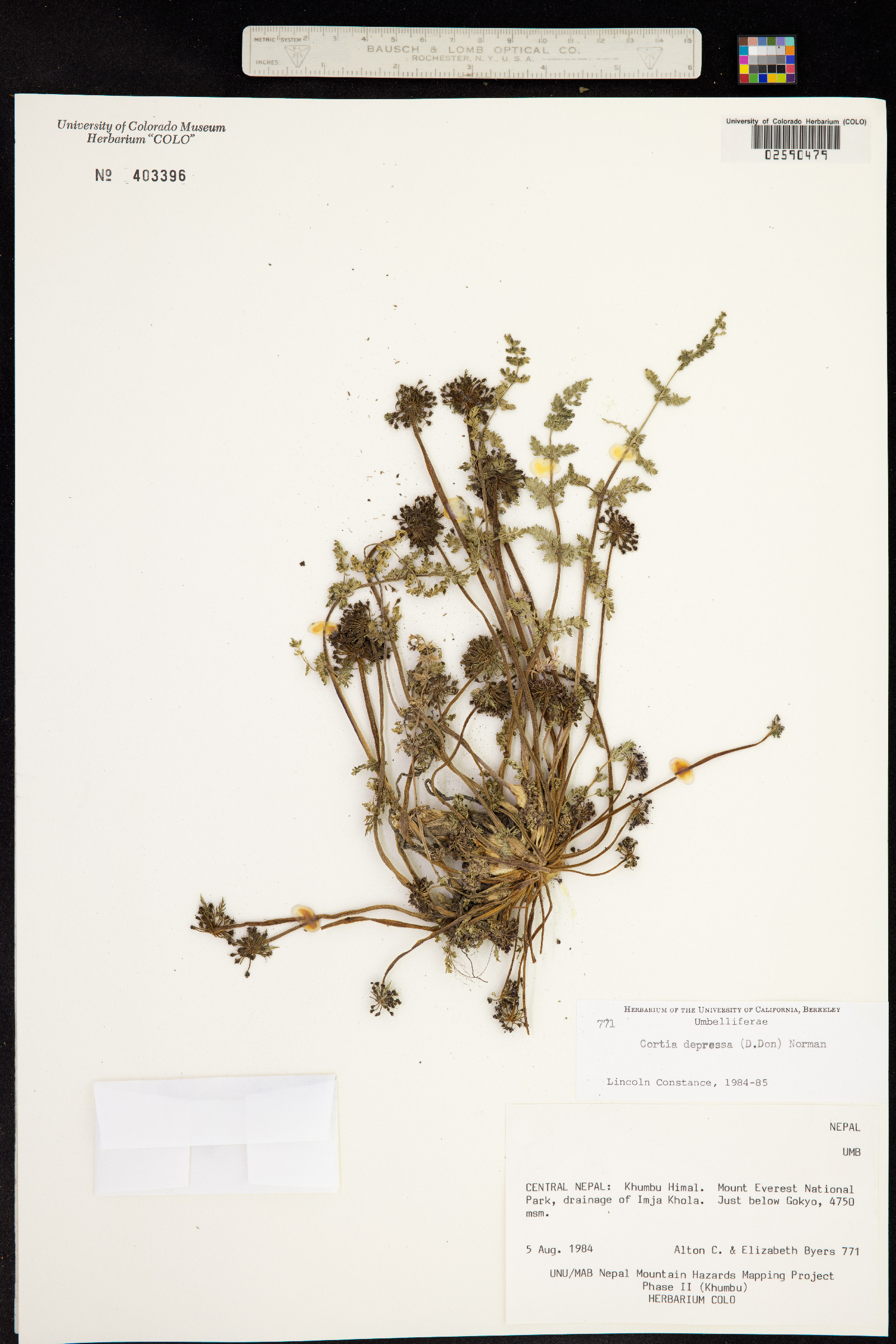 Cortia depressa image