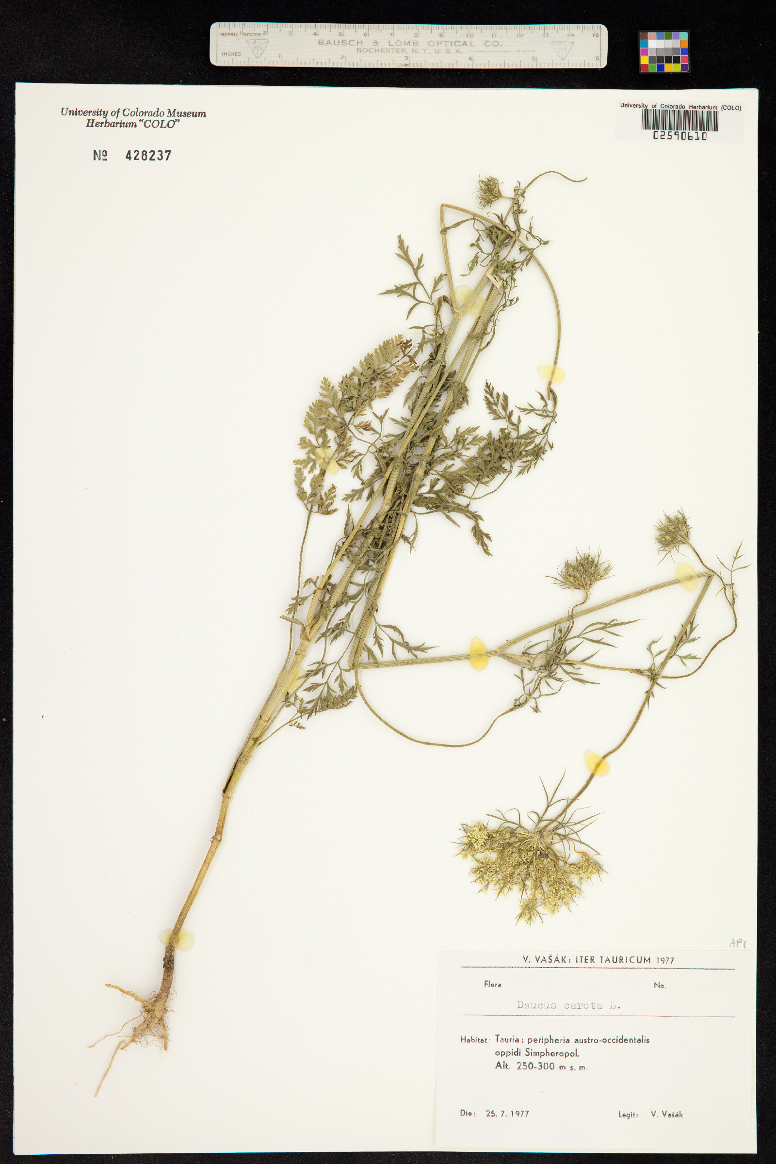Daucus carota image