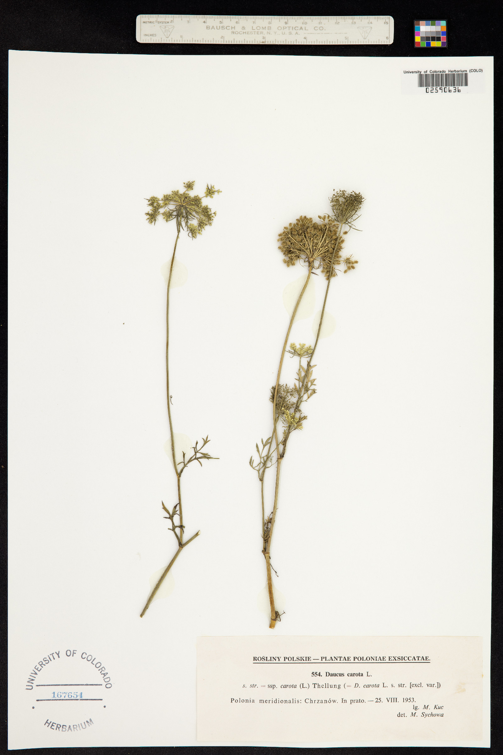 Daucus carota image