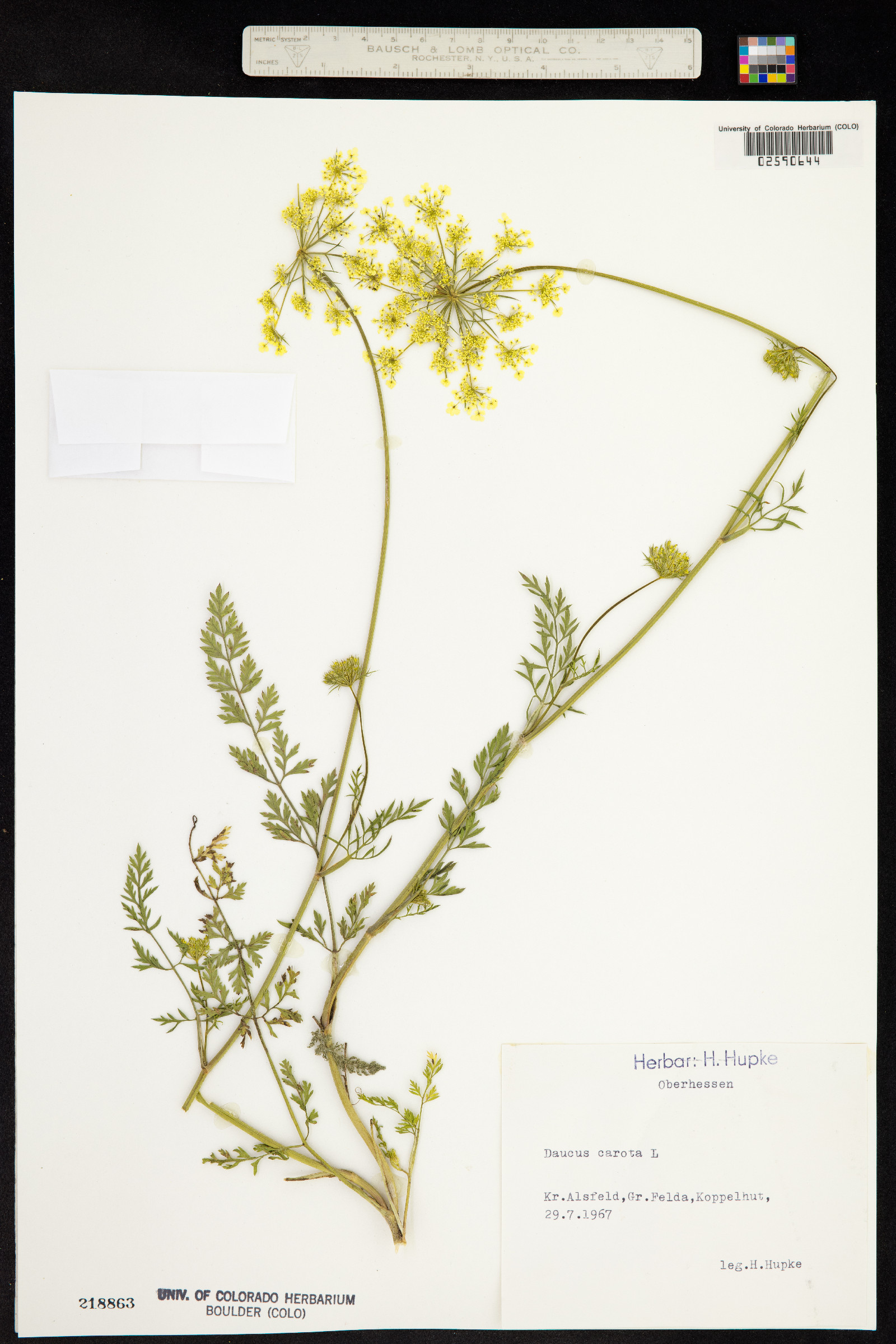 Daucus carota image