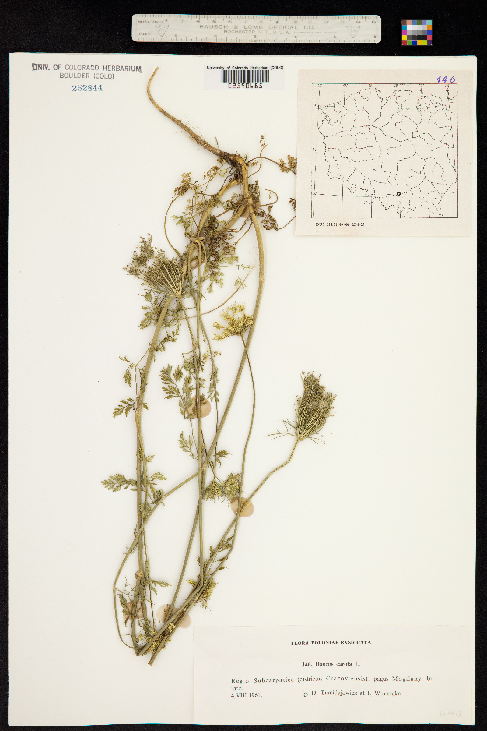 Daucus carota image