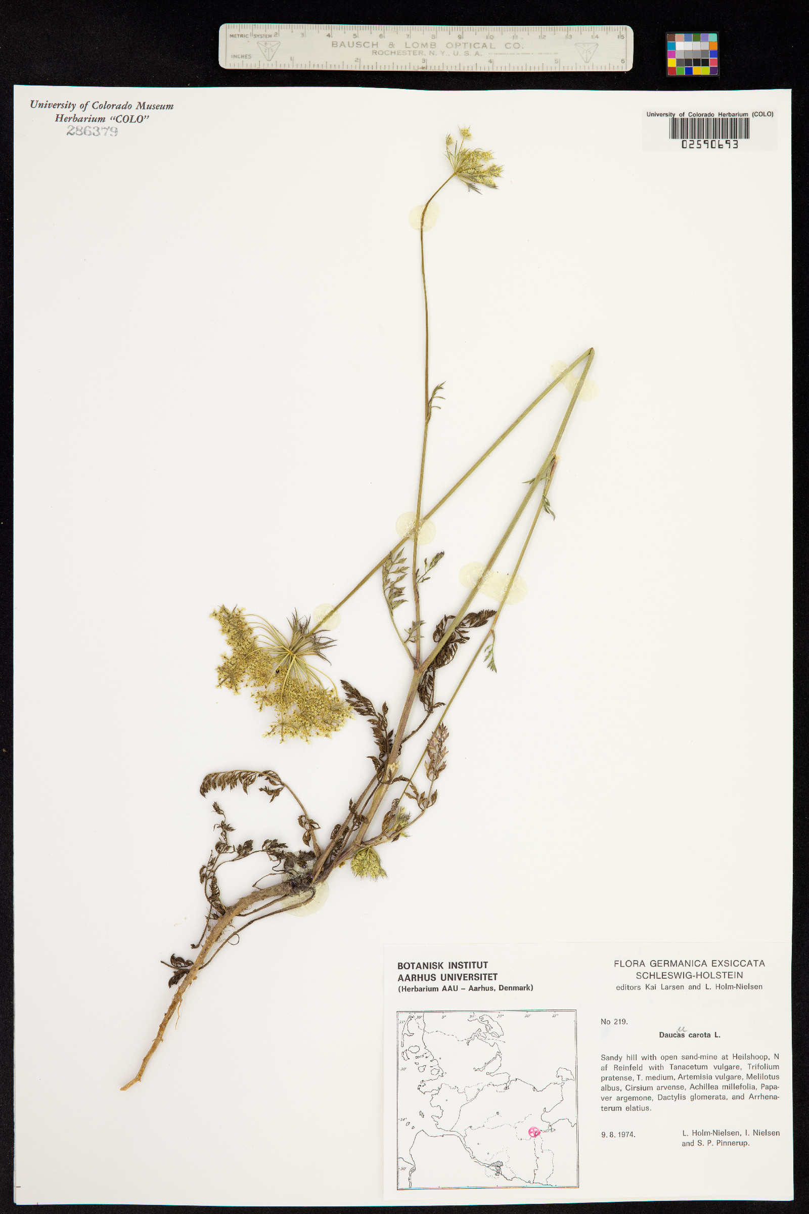 Daucus carota image