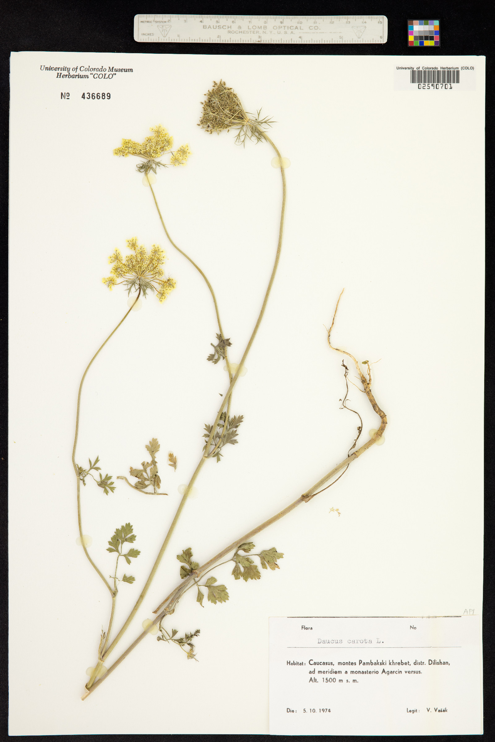 Daucus carota image