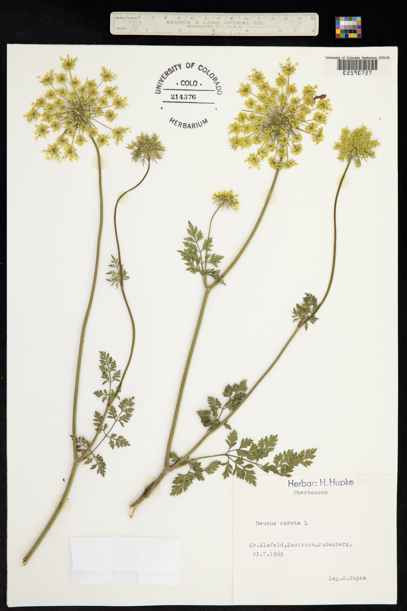 Daucus carota image