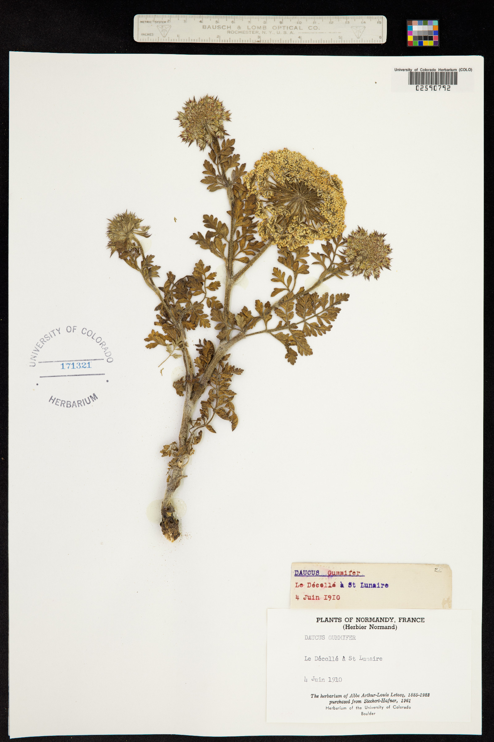 Daucus carota subsp. hispanicus image