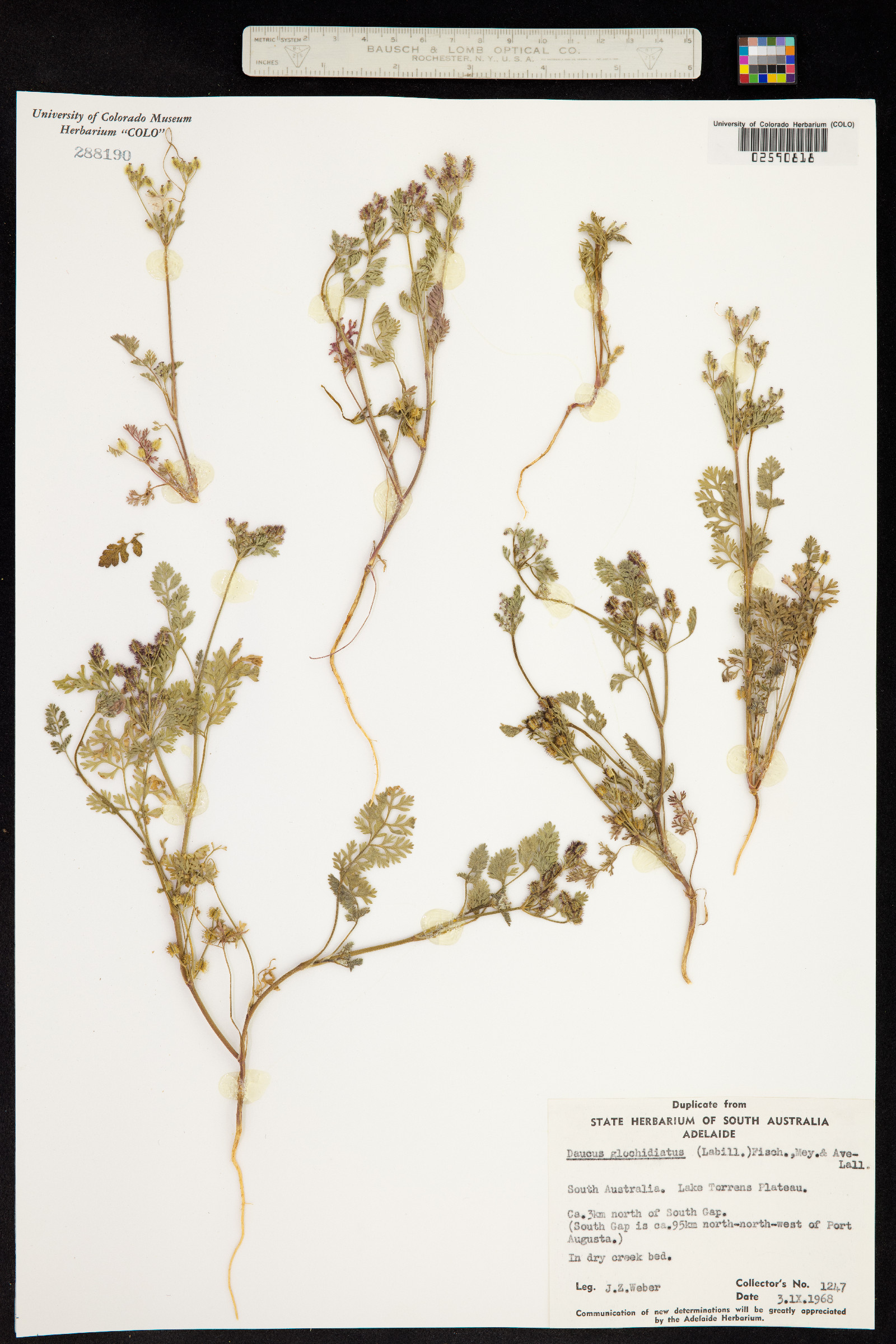 Daucus glochidiatus image