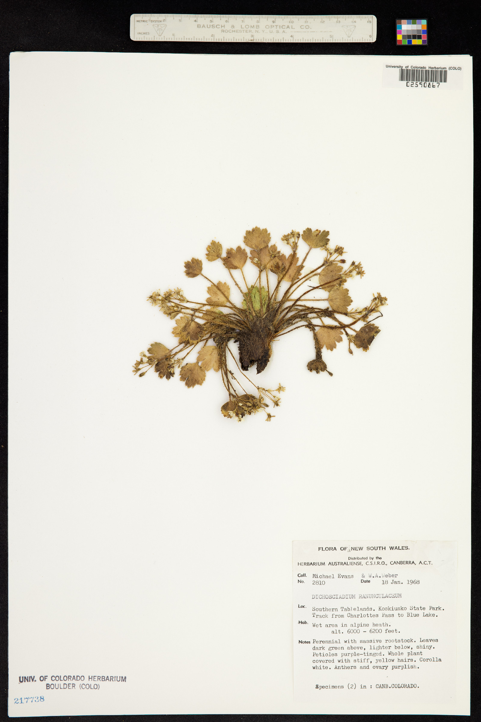 Dichosciadium ranunculaceum image