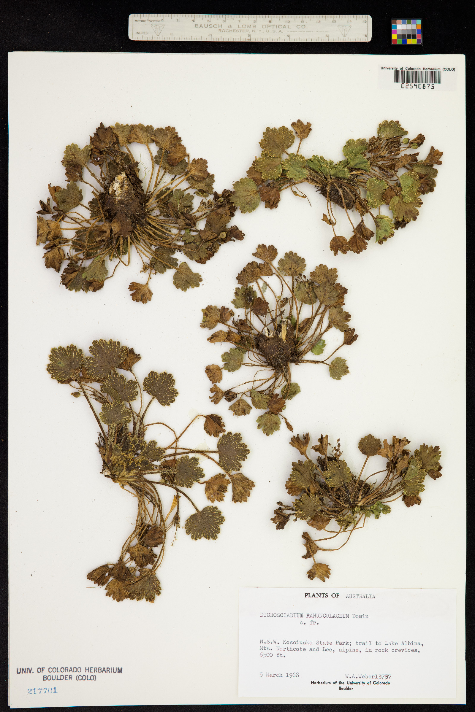 Azorelloideae image