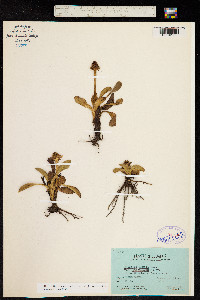 Eryngium humile image