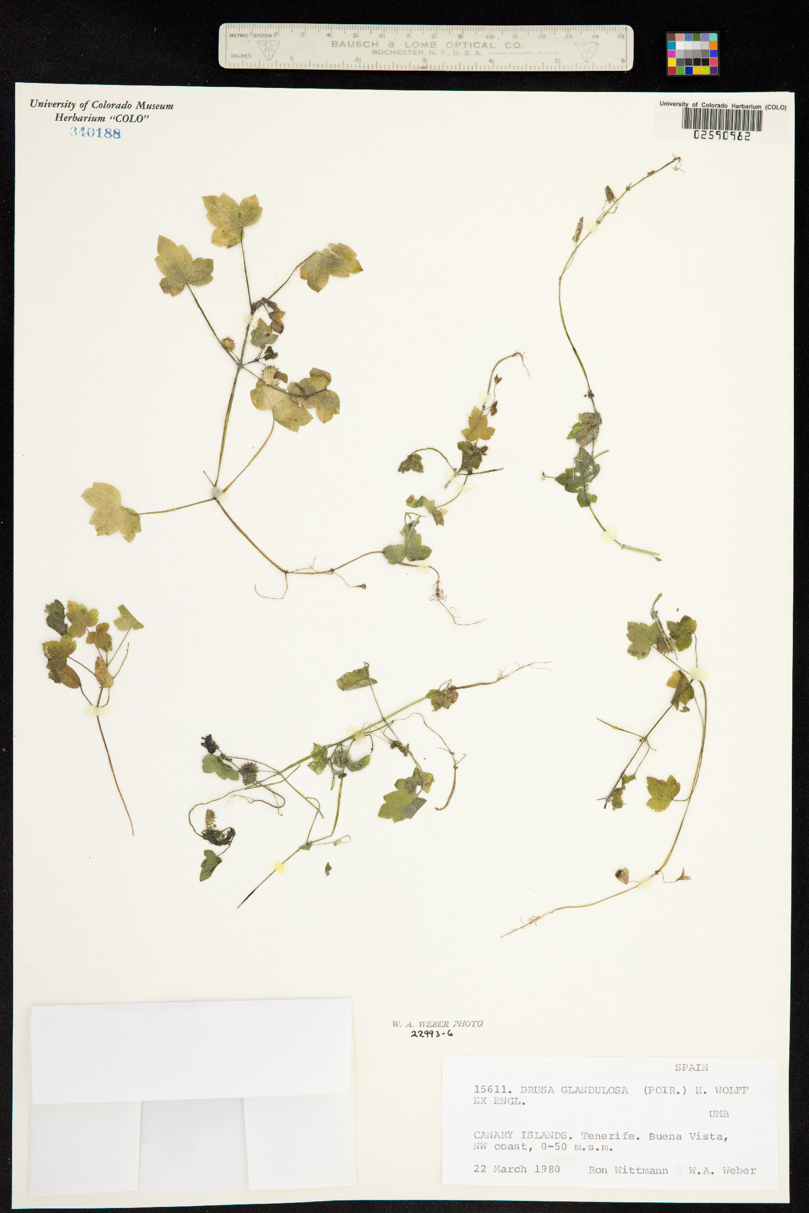 Drusa image