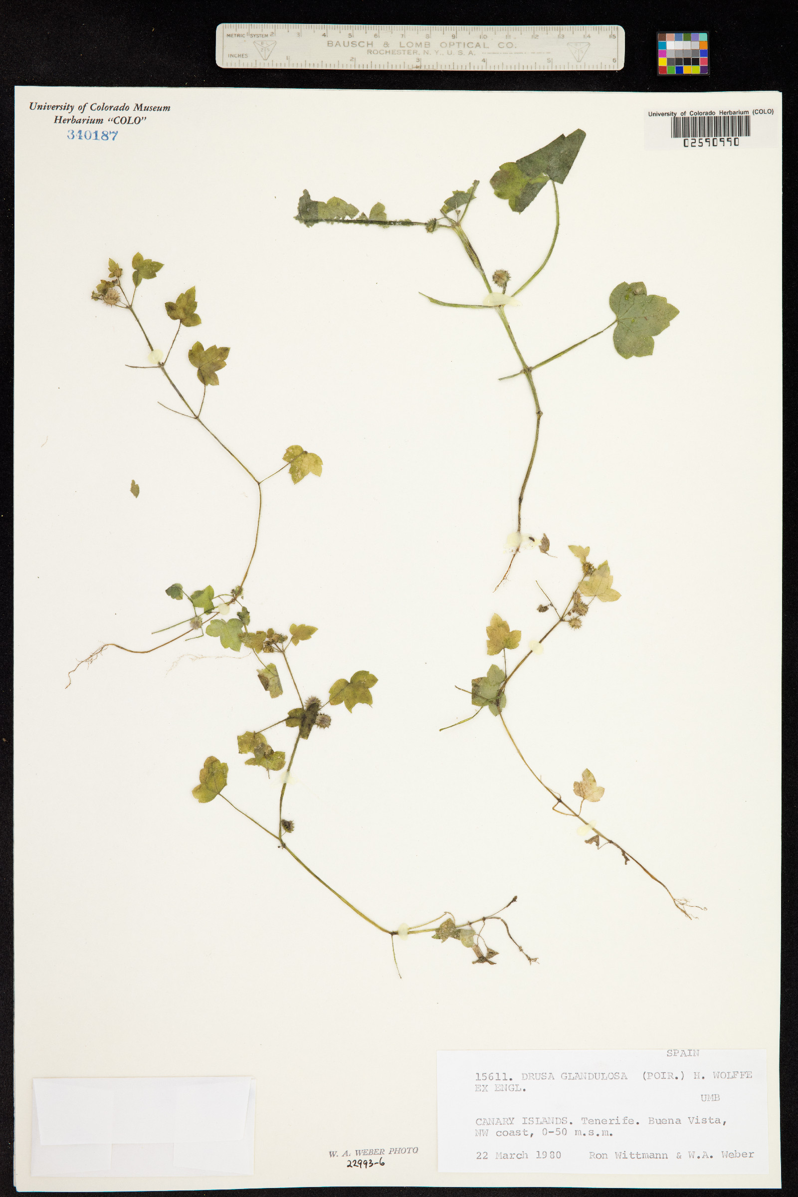 Drusa glandulosa image