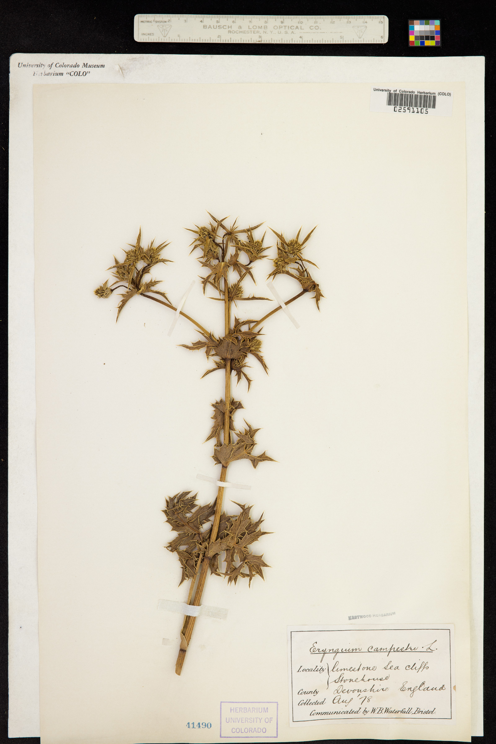 Eryngium campestre image