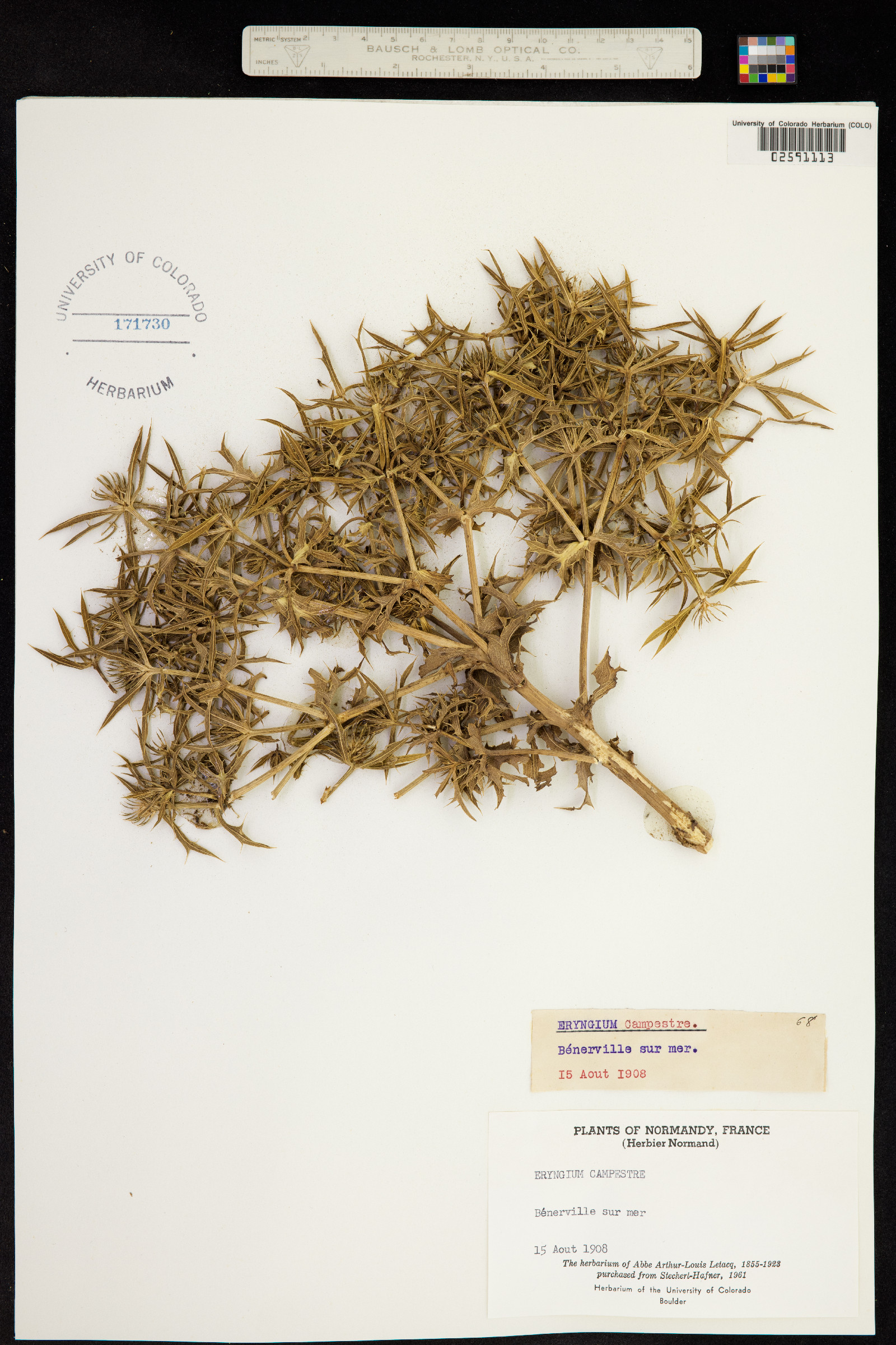 Eryngium campestre image