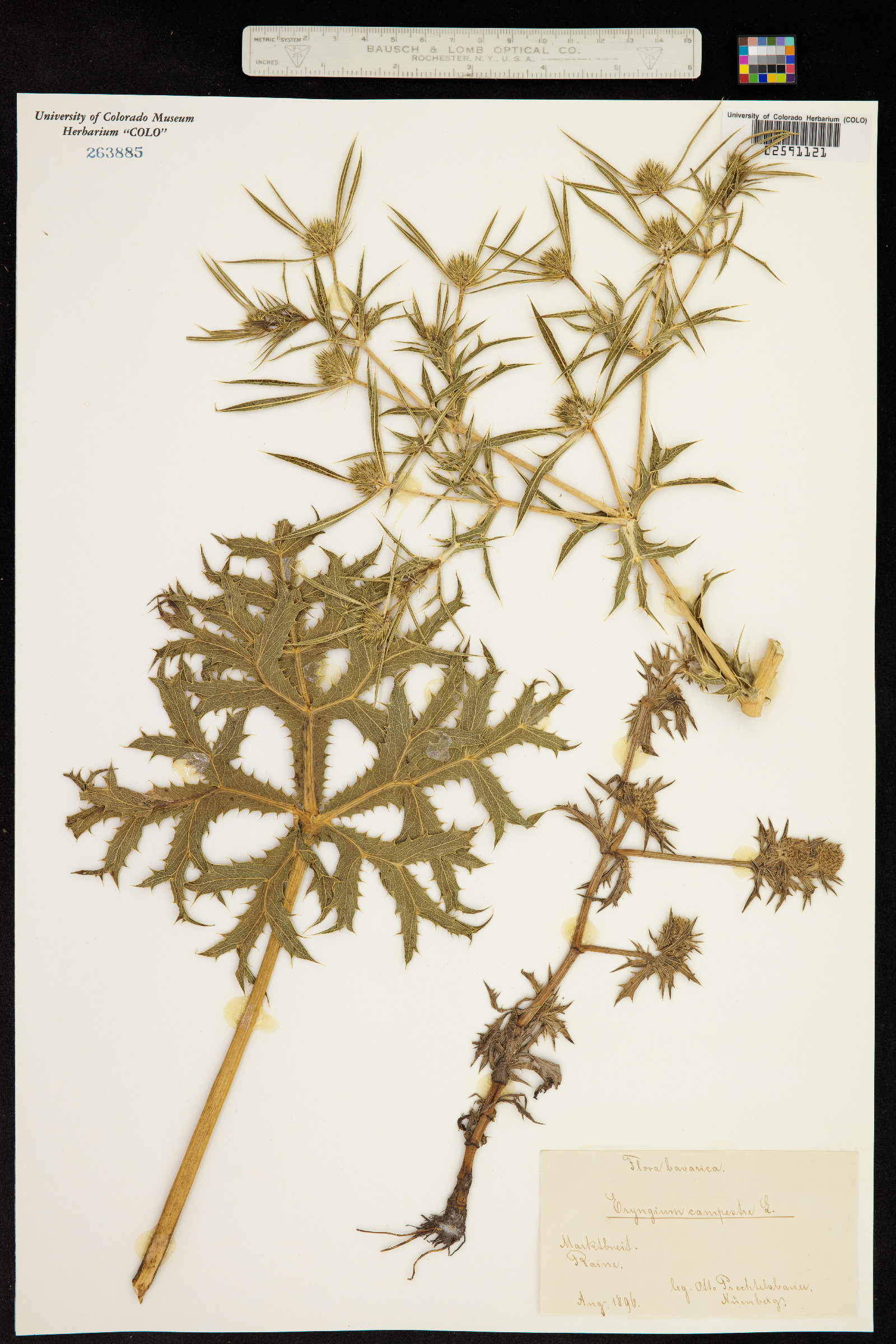 Eryngium campestre image