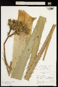 Eryngium pandanifolium image