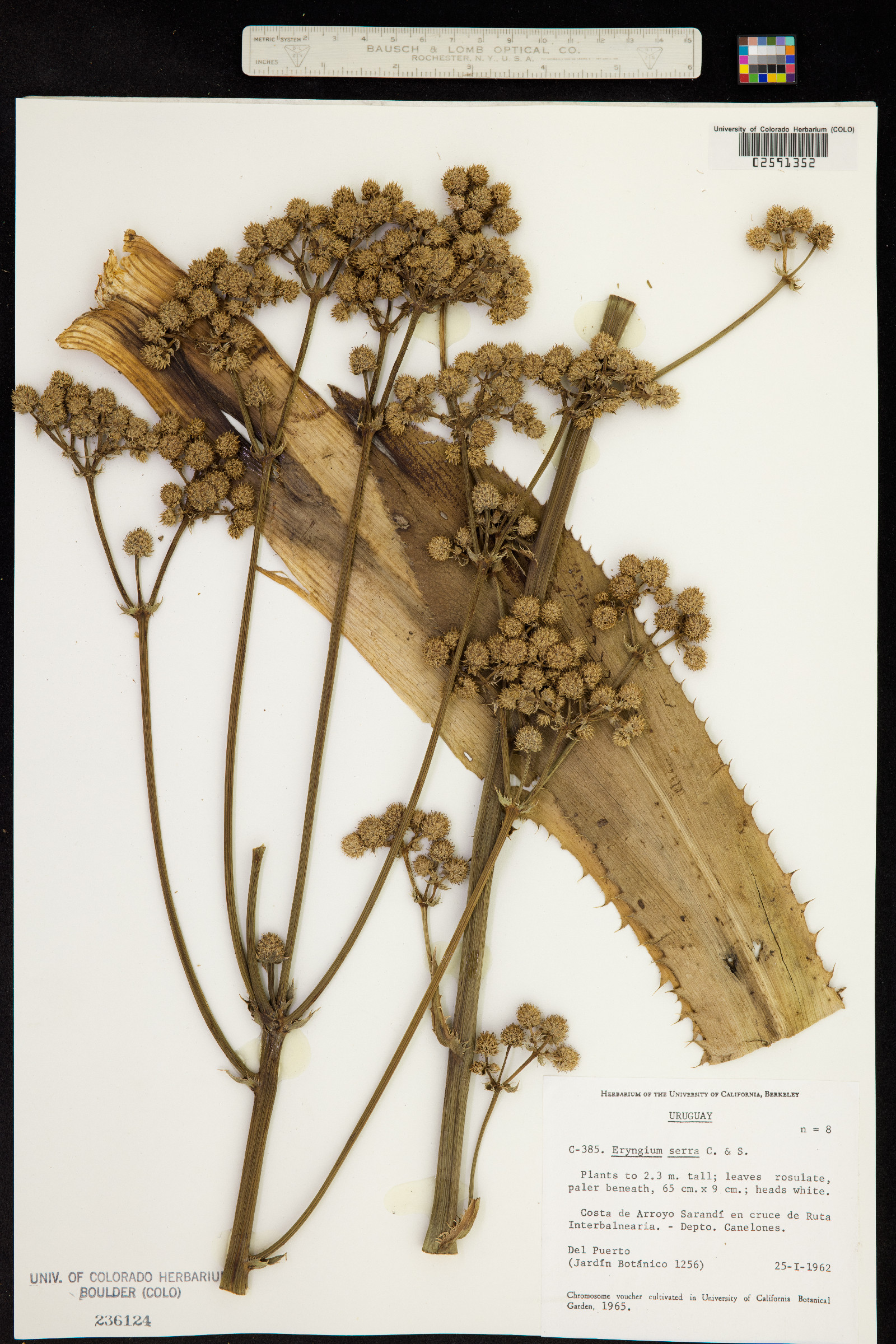 Eryngium serra image