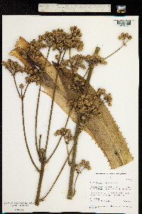 Eryngium serra image