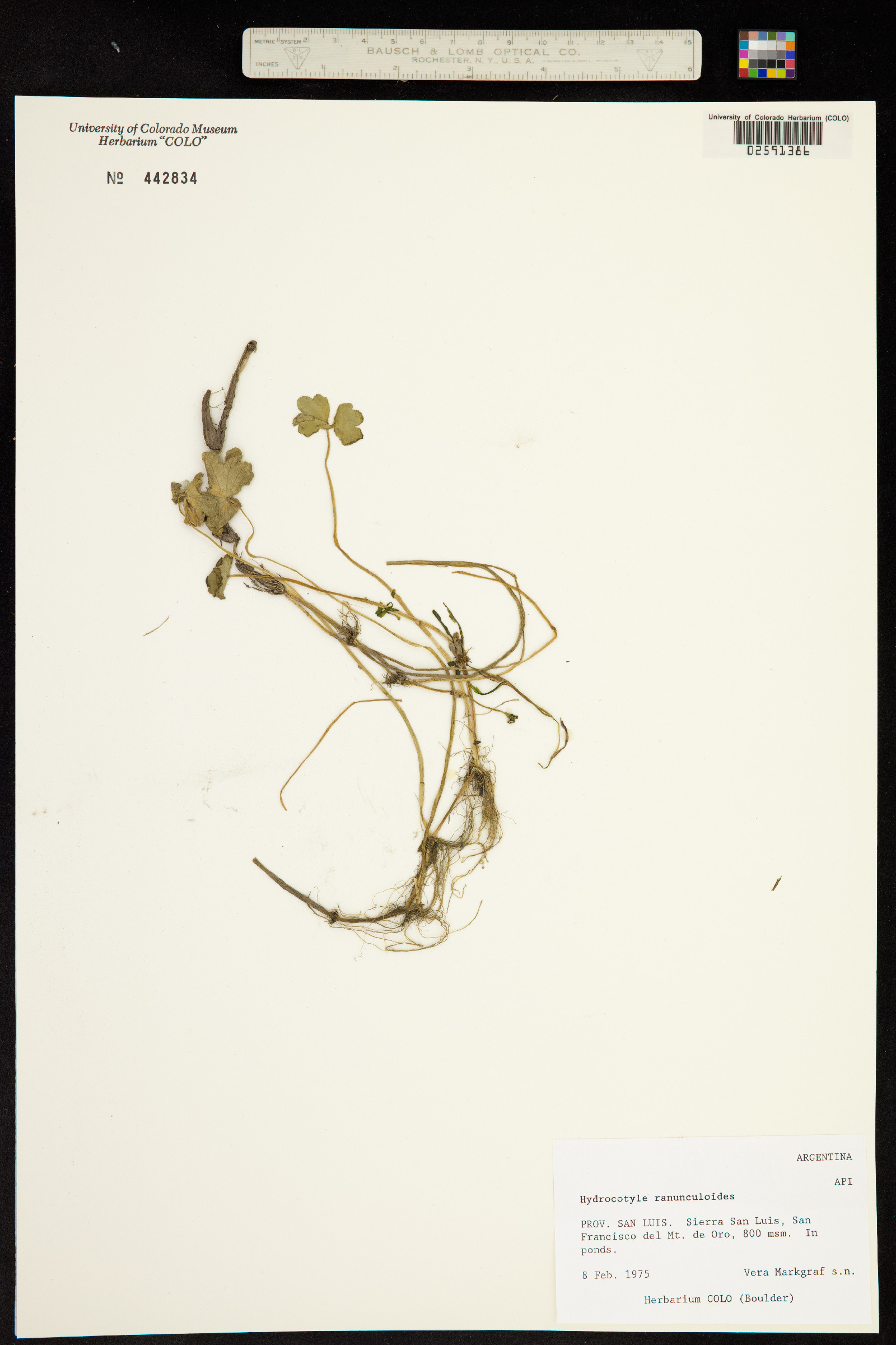 Hydrocotyle ranunculoides image