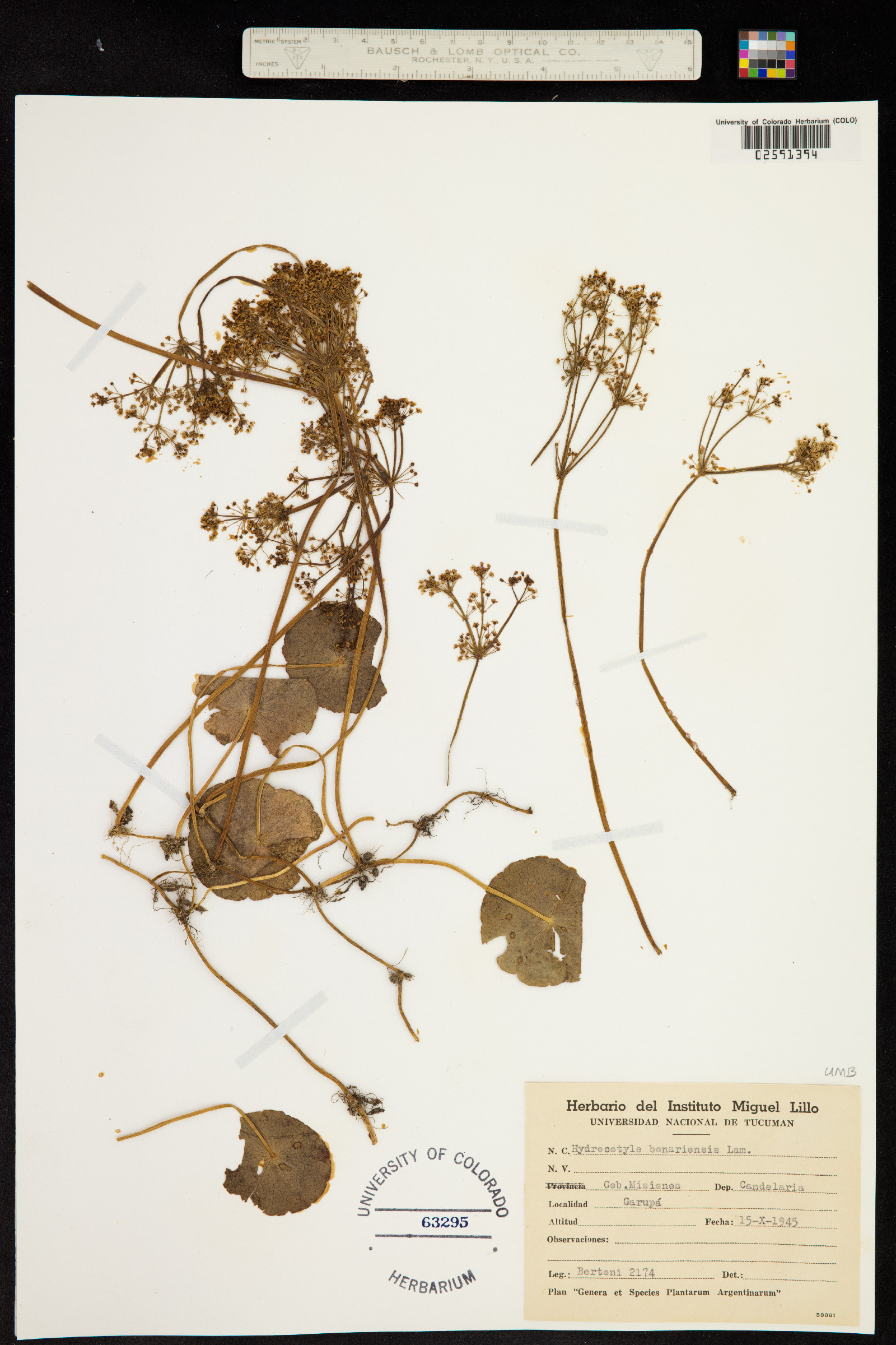 Hydrocotyle bonariensis image
