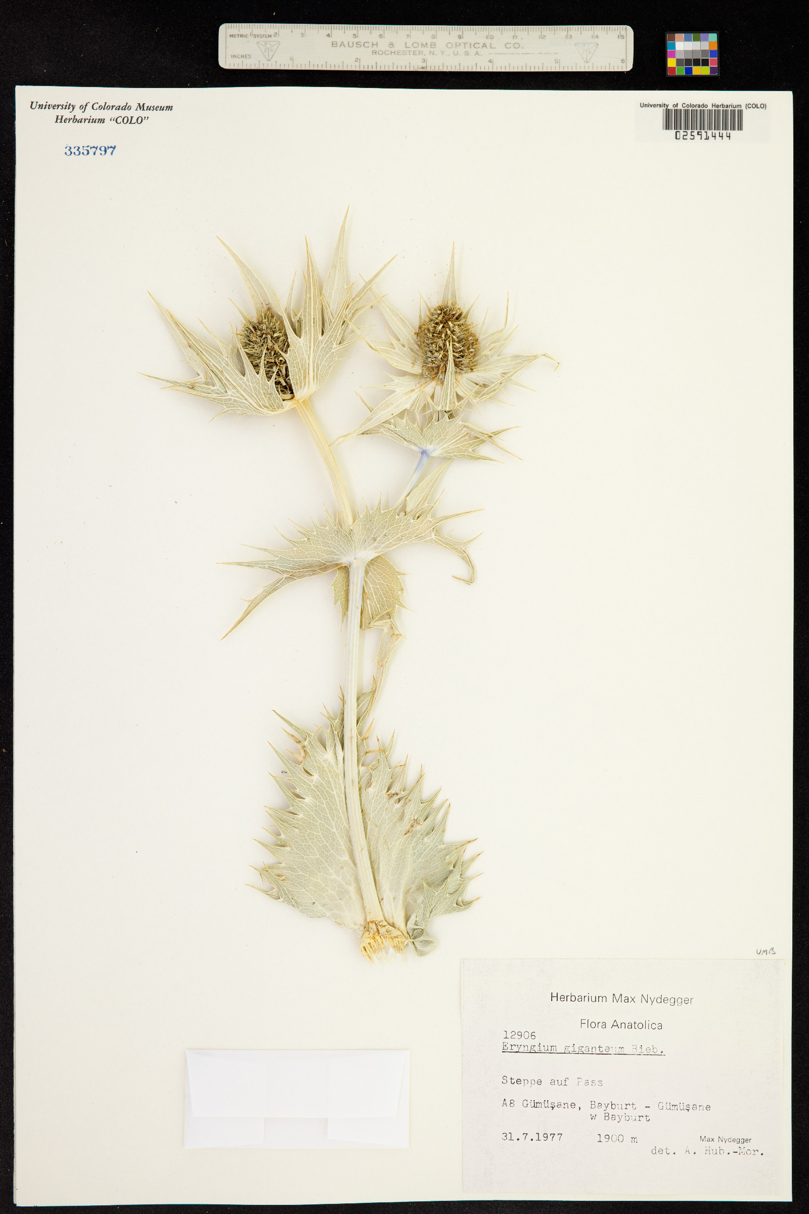 Eryngium giganteum image