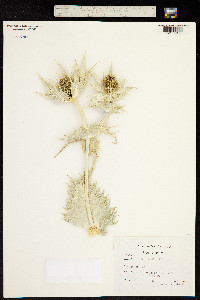 Eryngium giganteum image