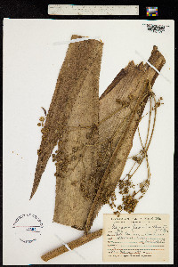 Eryngium floribundum image