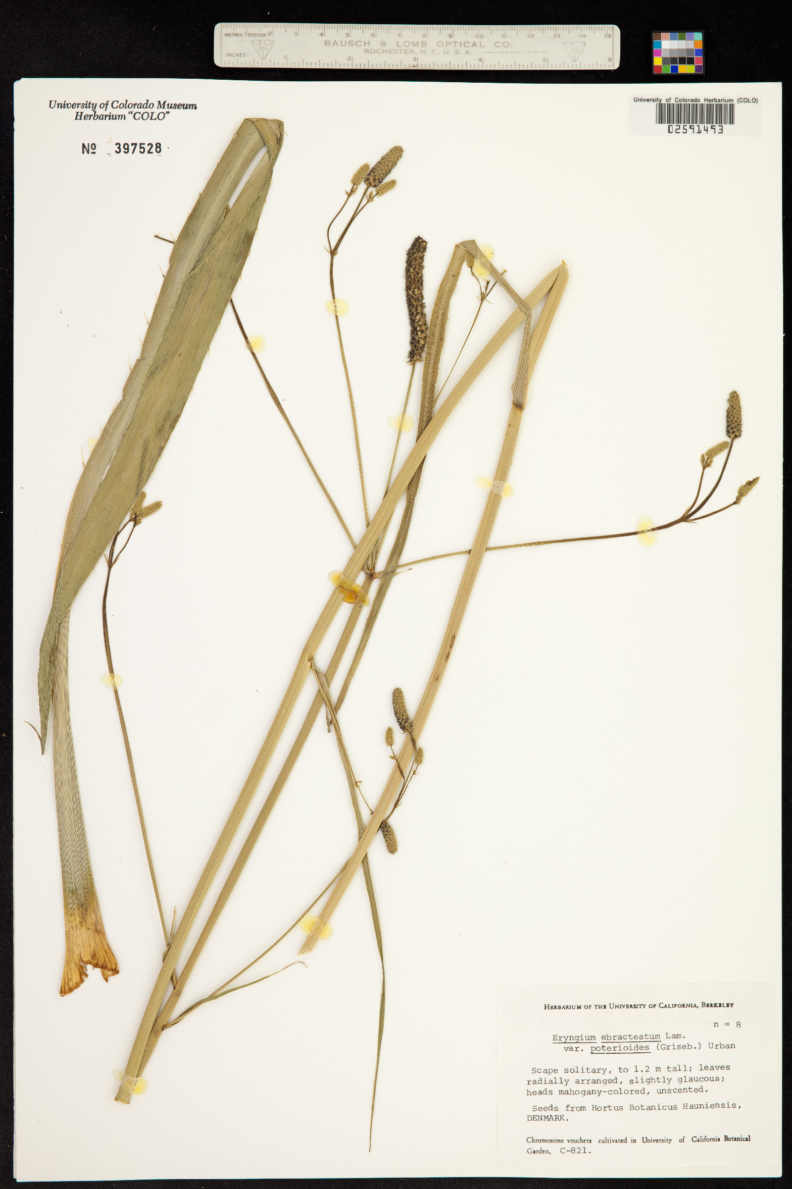 Eryngium ebracteatum image