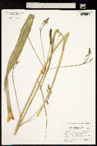 Eryngium ebracteatum image