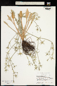 Image of Eryngium corniculatum