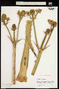 Image of Eryngium agavifolium