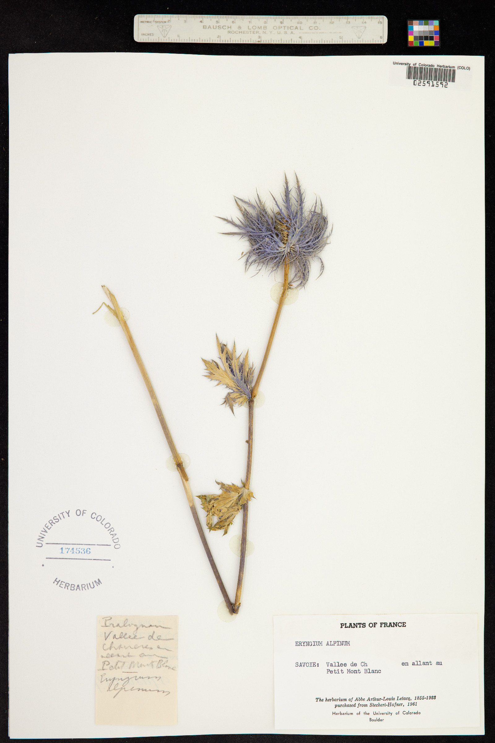 Eryngium alpinum image